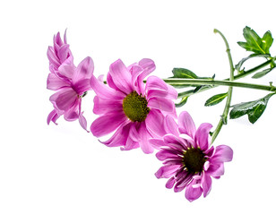 Fototapeta na wymiar Bouquet of flowers as a background blur