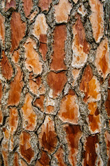 Bark of Pine Tree