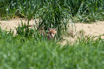 young fox in a meadow