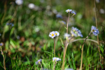 "Bright Eyes" 8256 x 5504 ISO 80 UHD unretouched photo of purple chamomile flowers in the morning under natural light