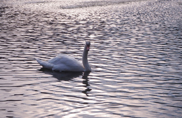 Very beautiful White  Swan feeling relax at lake in the mornign