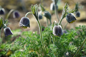 Glockenblume wächst auf Moos