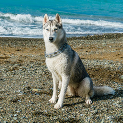 Huskies on a beach