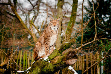 Lynx, Eurasian wild cat