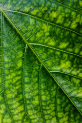 green leaf background. Nature concept