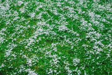 snow covered grass in field