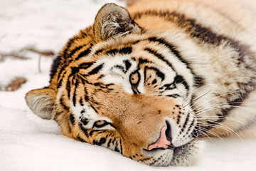 Tiger in the snow
