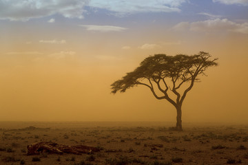 Fototapeta na wymiar Akazie im Sandsturm in Kenia