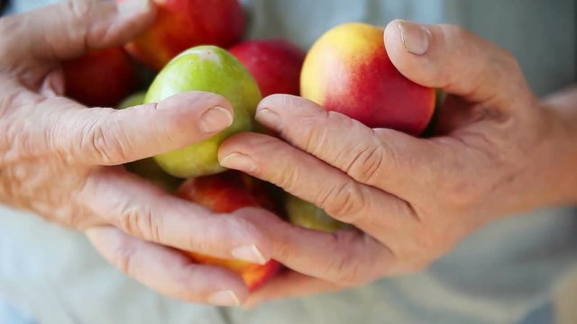 Senior man checks over fresh fruit in his hands