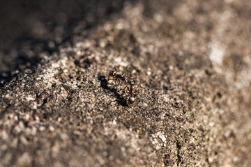 ants, team work, environment, protection, diversity