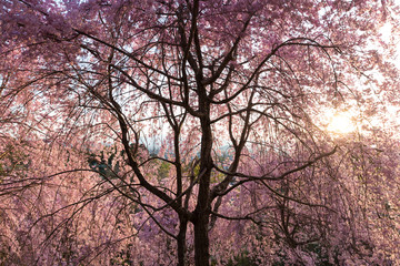 Japanese cherry tree blossom at sunset