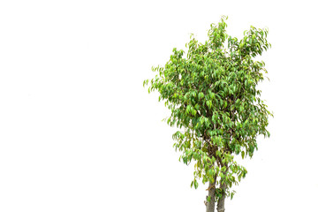 Fototapeta na wymiar little tree isolated on white background