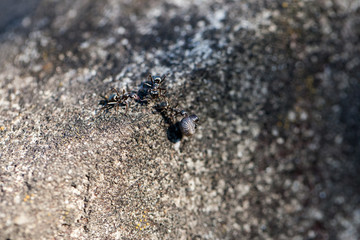 ants, team work, environment, protection, diversity