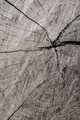 Close-up cross section of tree trunk with copy space natural background