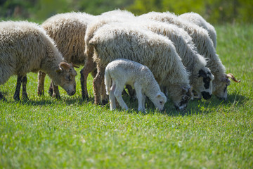 Obraz premium sheep flock with baby lamb on spring meadow