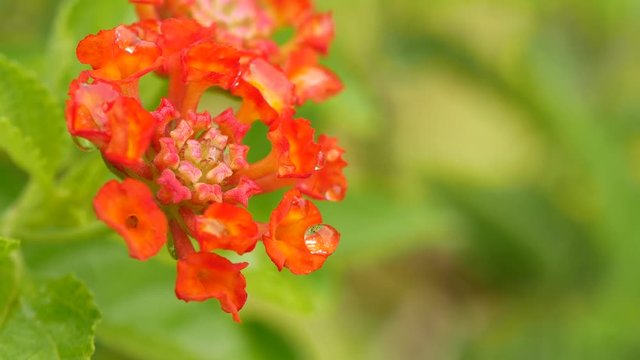 Water Drops Perched on The Bouquet of Orange Hedge Flower