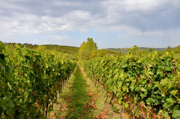 Fototapeta na wymiar Vineyard with red wine grapes in Tuscany
