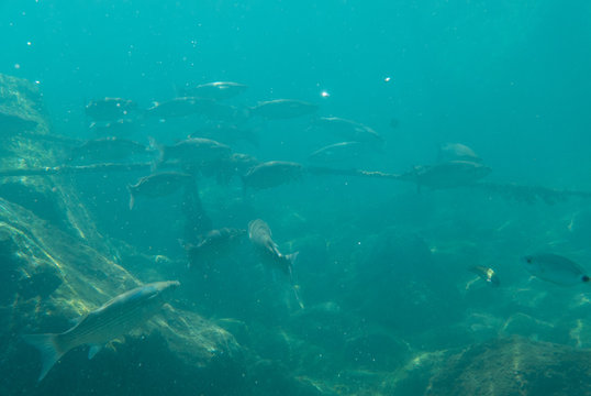 Long group of fish in sea underwater.