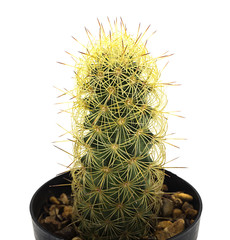 Beautiful mammillaria elongata cactus isolated on white background, green color, succulent in the small pot.