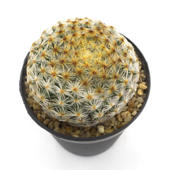 Beautiful mammillaria schiedeana cactus isolated on white background, green color, succulent in the small pot, top view.