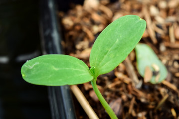 Young plants growing