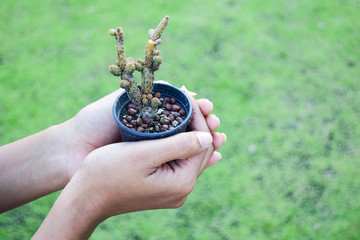 a hand holding a small cactus