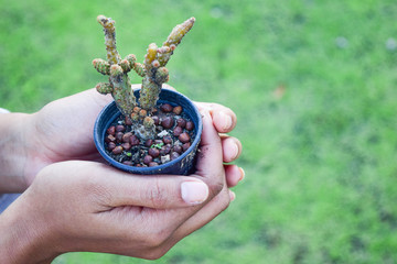 a hand holding a small cactus