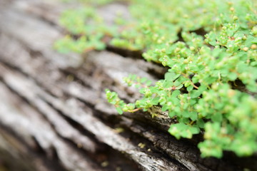 Plant growing on wood,plant growing on old tree