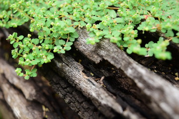 Plant growing on wood,plant growing on old tree