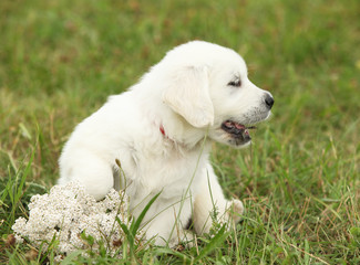 Nice golden retriever puppy