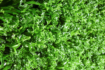 Texture of beautiful green tree fence