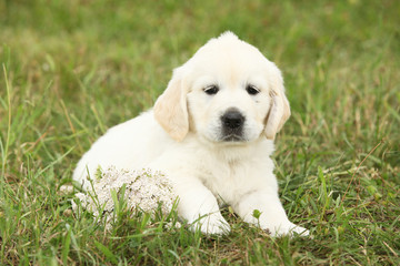 Nice golden retriever puppy