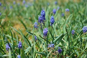 Colorful flower and flowers in german gardens
