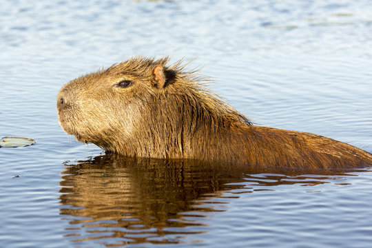Capybara (Hydrochaeris hydrochaeris)