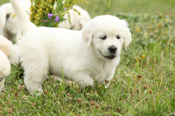 Gorgeous golden retriever puppy