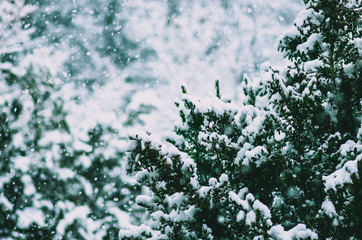 Macro photograph of a snowy branch in winter, Pyrenees, France