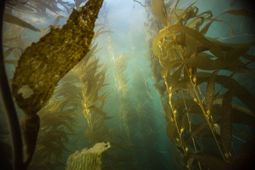 Kelp Underwater - obrazy, fototapety, plakaty