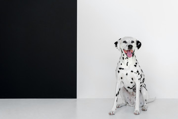 one cute dalmatian dog sitting near black and white wall