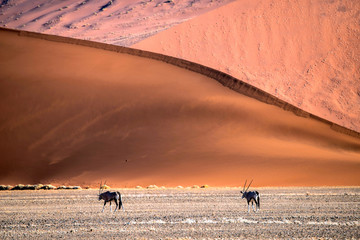 Oryx, Namib, Namibia