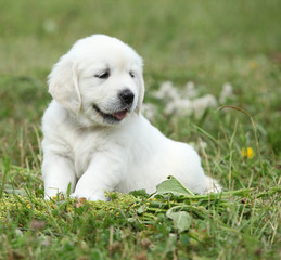 Nice golden retriever puppy