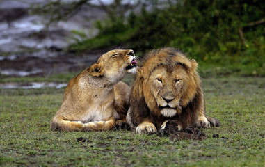 Tenderness between lions - Serengeti, Tanzania
