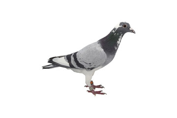 close up of speed racing pigeon bird isolate white background