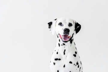 one cute dalmatian dog with open mouth isolated on white
