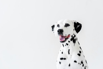 one cute dalmatian dog with open mouth looking away isolated on white - Powered by Adobe