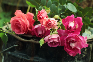 Roses cut for a bouquet