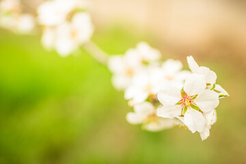 Fototapeta na wymiar Almond tree blooms