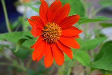 close up orange daisy in garden