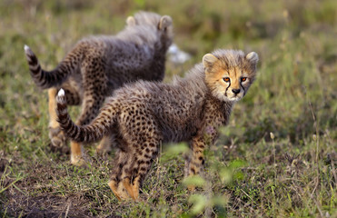 Cheetah cubs in the mirror, Ngorongoro, Conservation Area, Tanzania