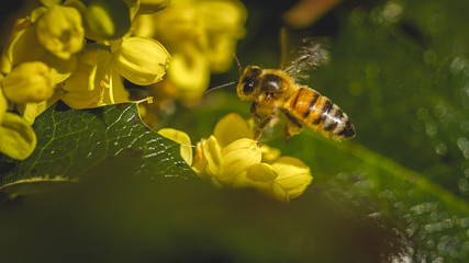 FLEURS ET ABEILLES