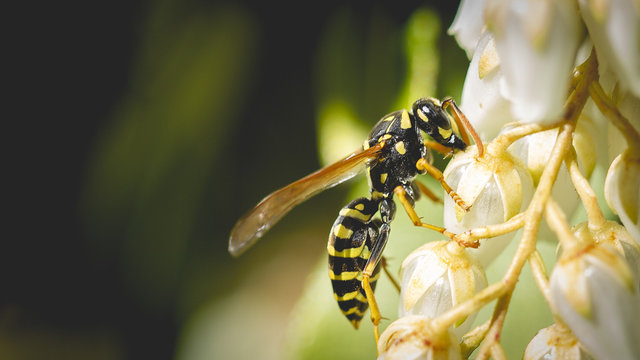 FLEURS ET ABEILLES